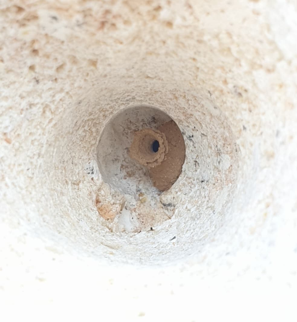Detalle del nido de una avispa alfarera en una de las perforaciones. En el interior se encuentra una pequeña larva.