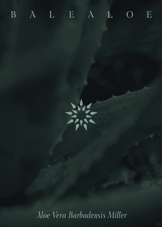 Bild des Balealoe-Logos