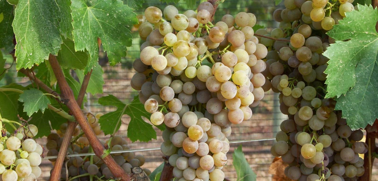 Grape Giró Ros