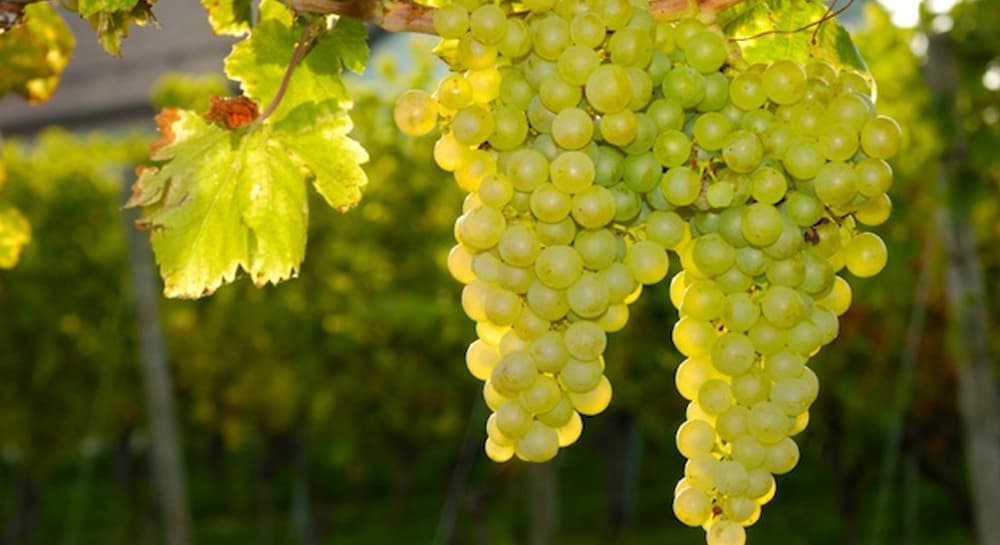 Sauvignon Blanc Grape