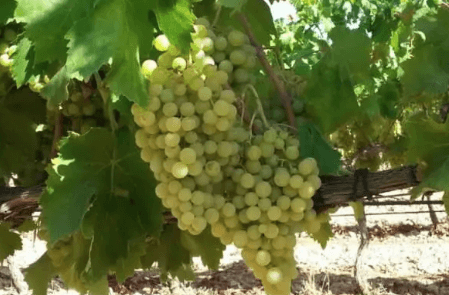Weiße Weinrebe
