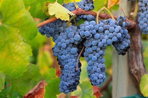 Imagen racimo uva Merlot