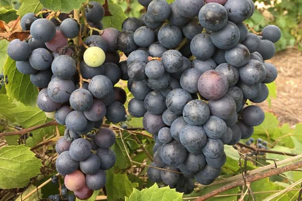 Callet grape