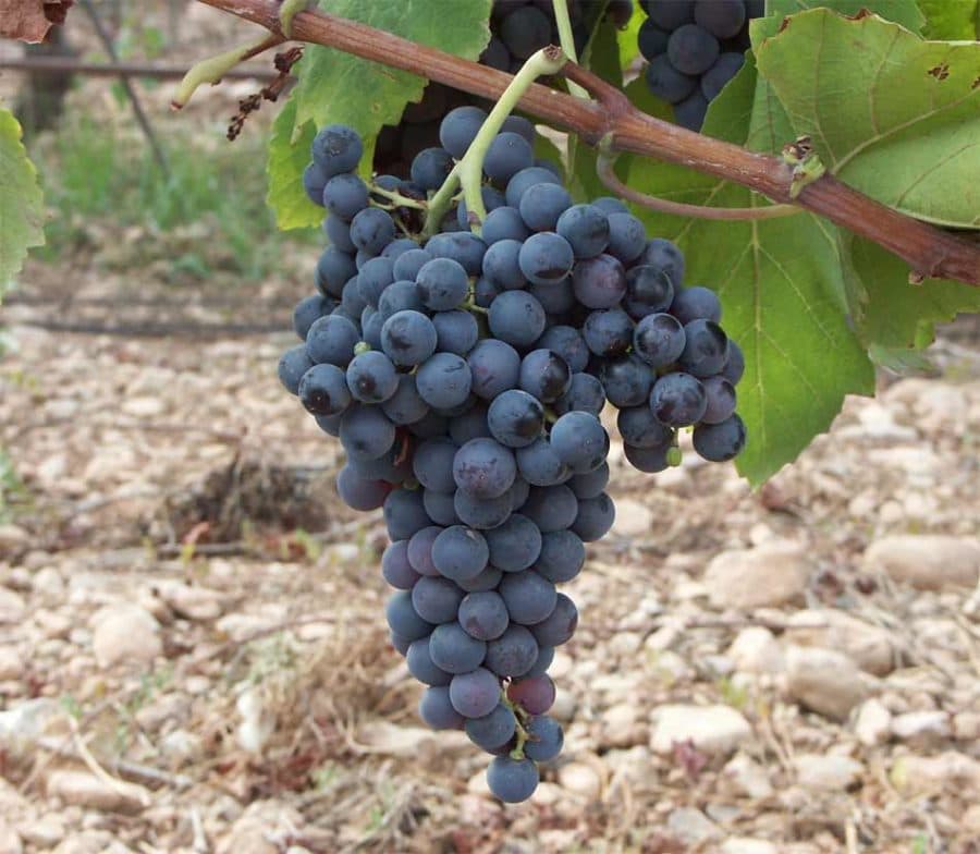 Callet grape