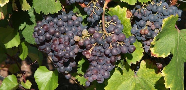 Black mantle grape
