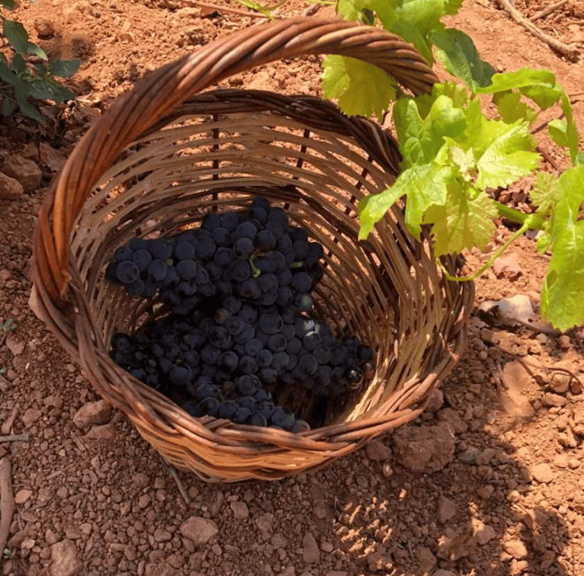 Imagen de cesta con racimos de uva negra sobre tierra de viñedos