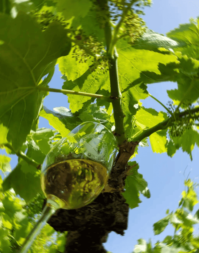 Copa de vino blanco con el logotipo de Bodegas Vi Rei grabado en el cristal, situada bajo una vid de uva blanca.