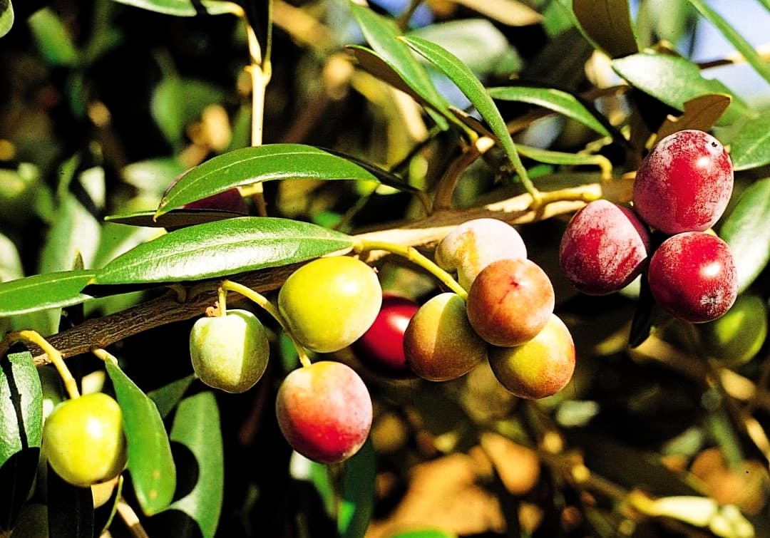 Imagen de olivas variedad Arbequina