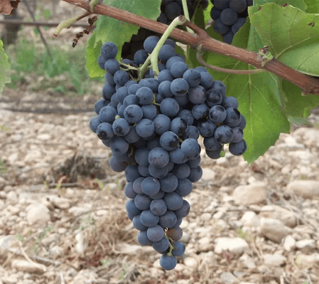 Grape Cluster