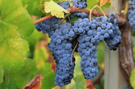 Grape Cluster