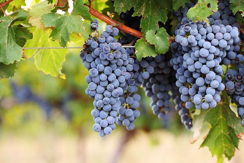 Cabernet Sabiñon-Traube