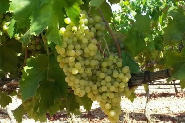 Uva prensal blanco
