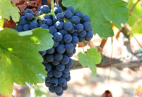 Uva Syrah