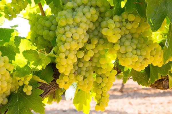 Uva Chandonnay