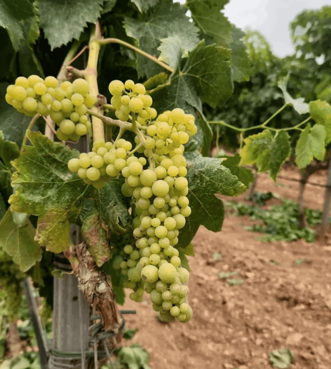 Weiße Weinrebe