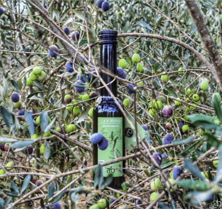 Bottle of Oli d'oliva Can Bussa among olive branches