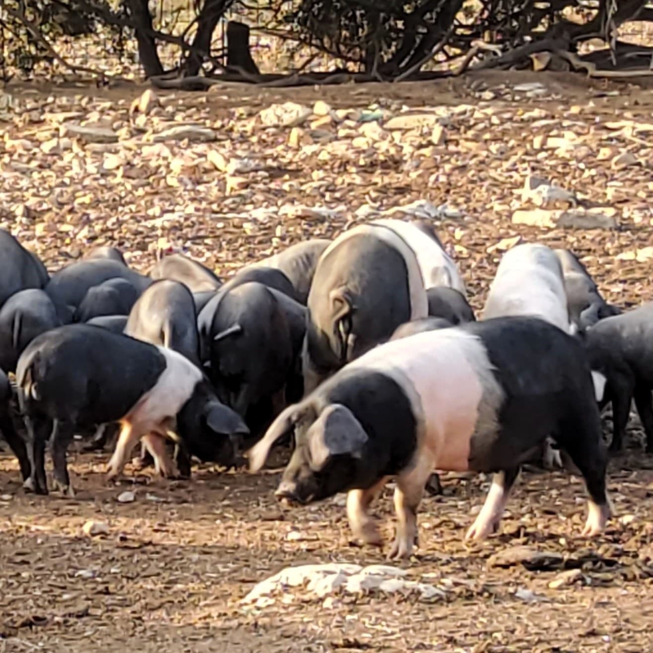 Exemplars de porc creuat mallorquí criats en entorn natural, base de l' elaboració de la sobrassada Tradició CRISOL.