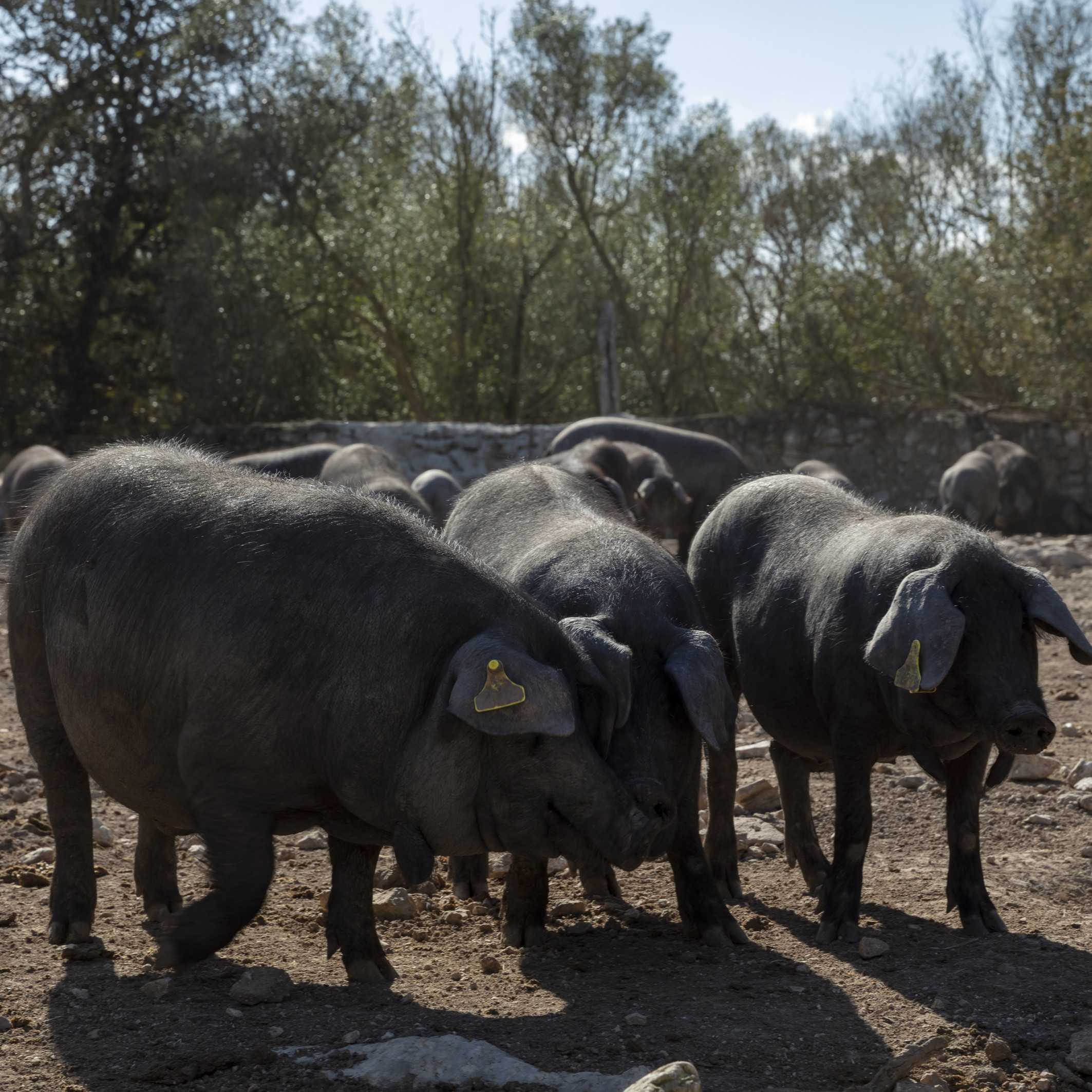 Black pigs from Mallorca, a native breed used in the production of our sobrasada. Origin and raw material linked to tradition since 1945.