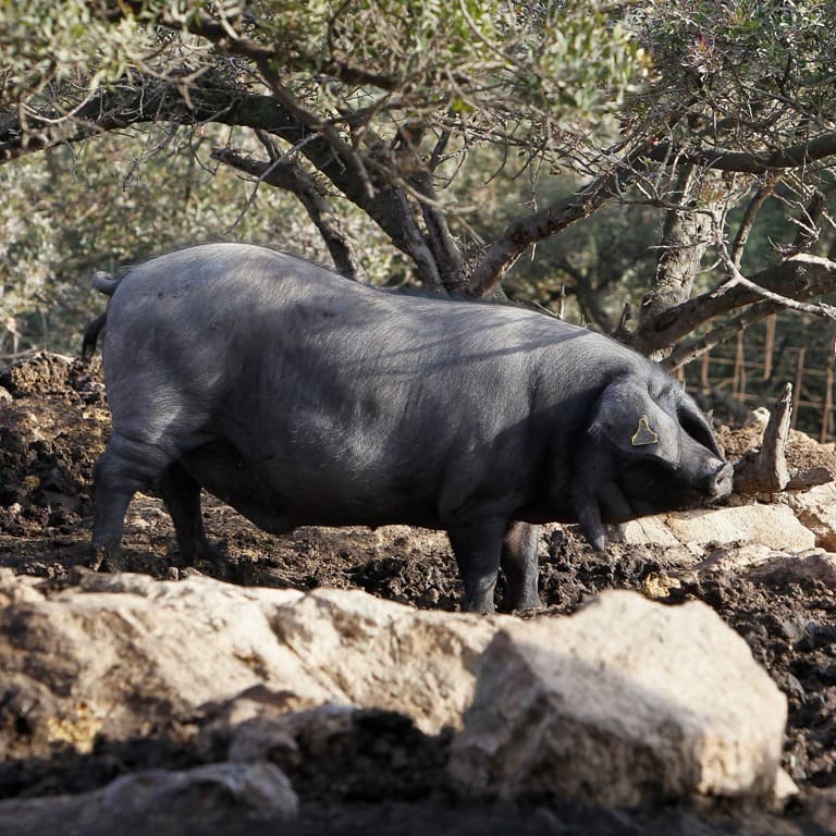 Raza autóctona