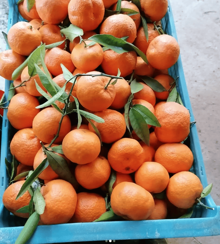 Caixa de clementines d' hort Son Vivot