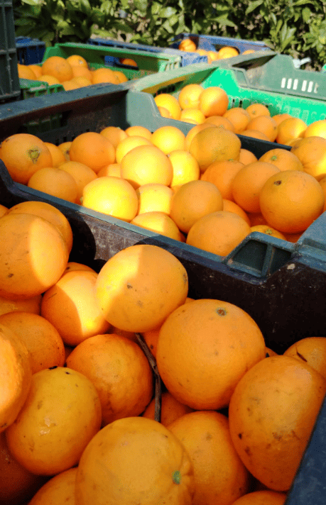 Image of juice oranges in boxes with light reflection
