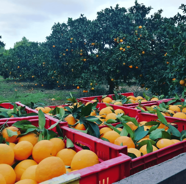 Image of boxes with table oranges and orange trees in the background