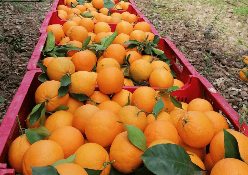 Table orange boxes