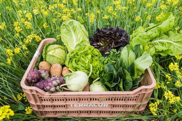 Imagen de Verduras Terracor en el campo