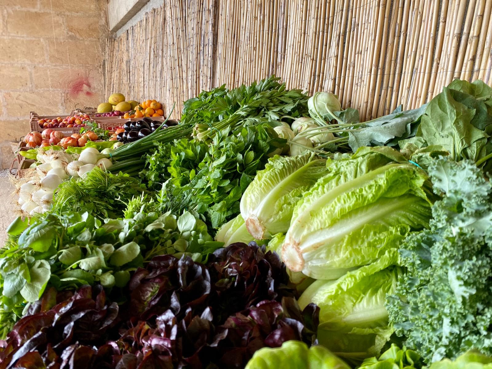 Close-up image of Terracor Vegetables 