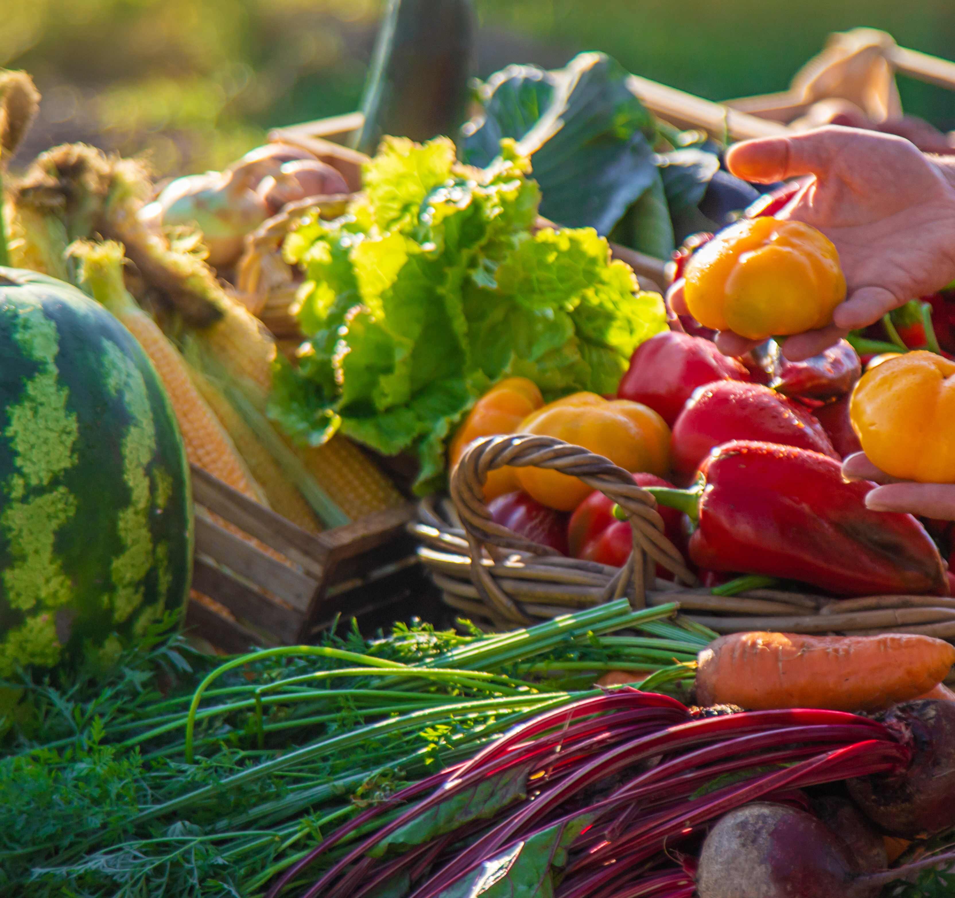 Imagen de Verduras y Sandía de Terracor 