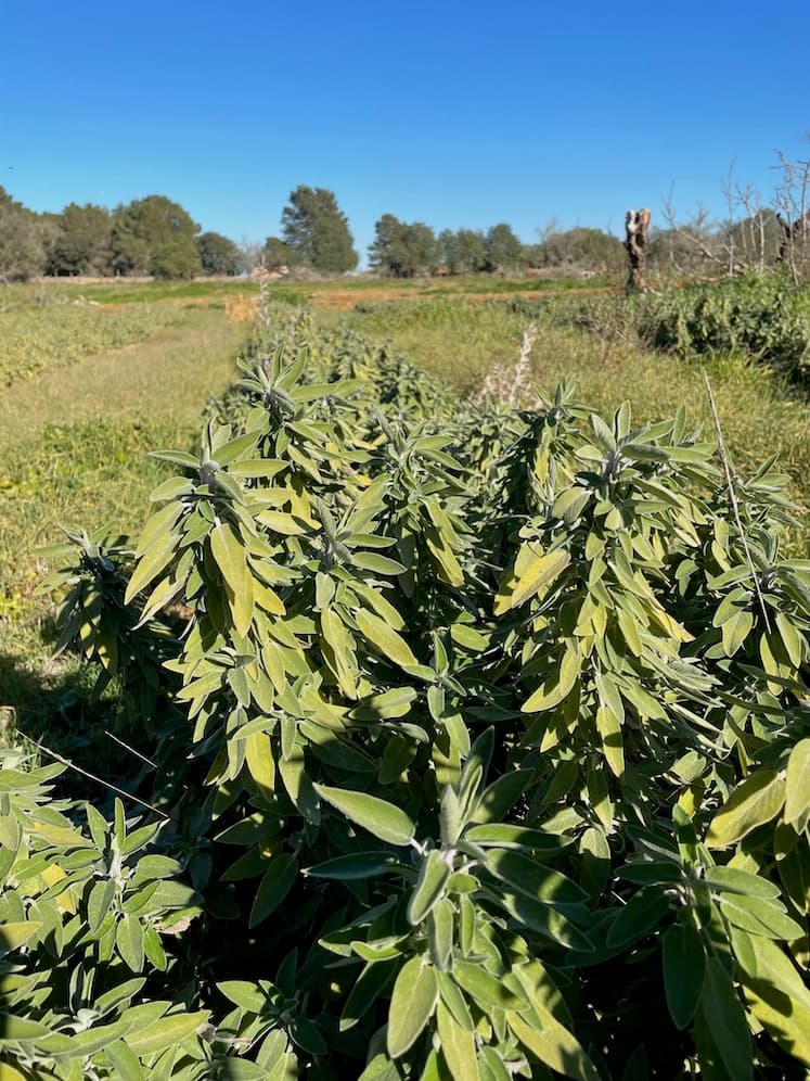 Sage from local and organic agriculture