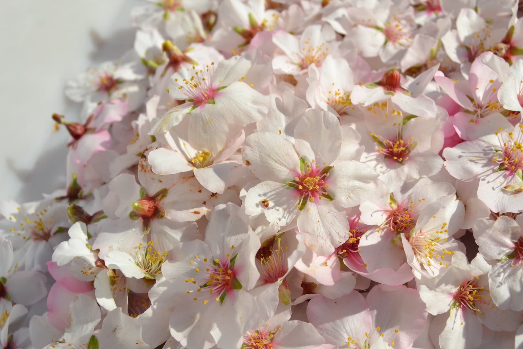 Almond blossoms are picked by hand one by one