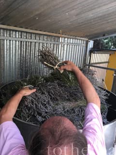 Lavender distillation process