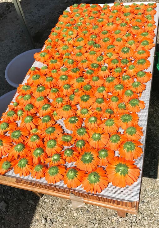 Drying Calendula Flowers 