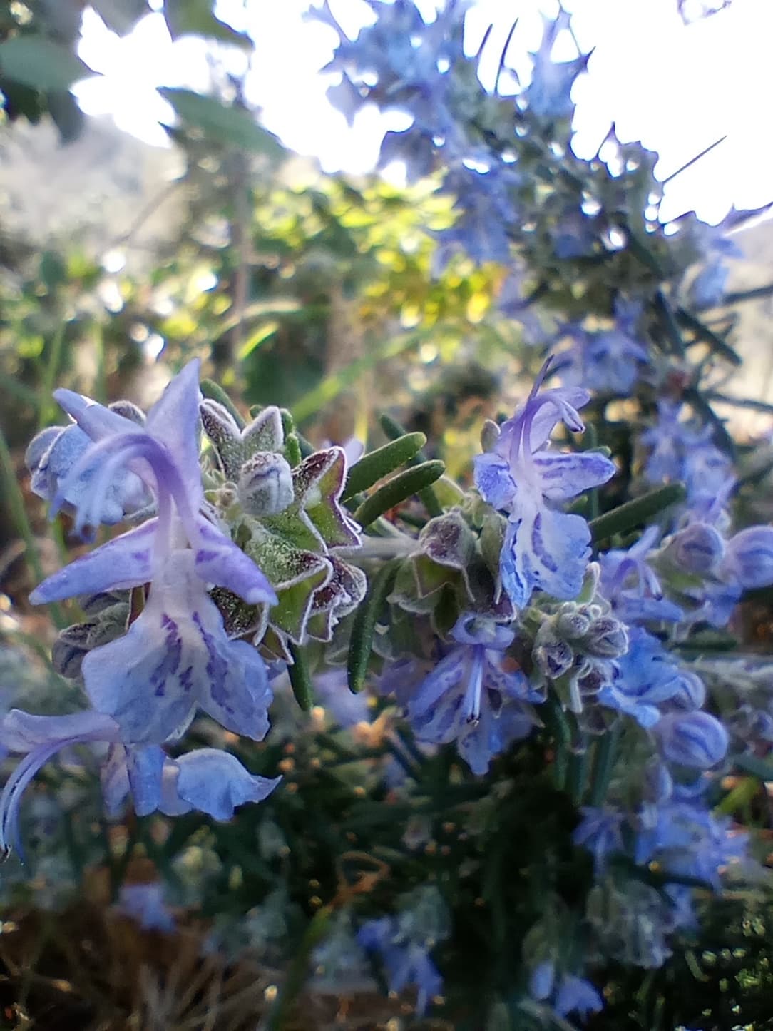 Image: Rosemary in bloom