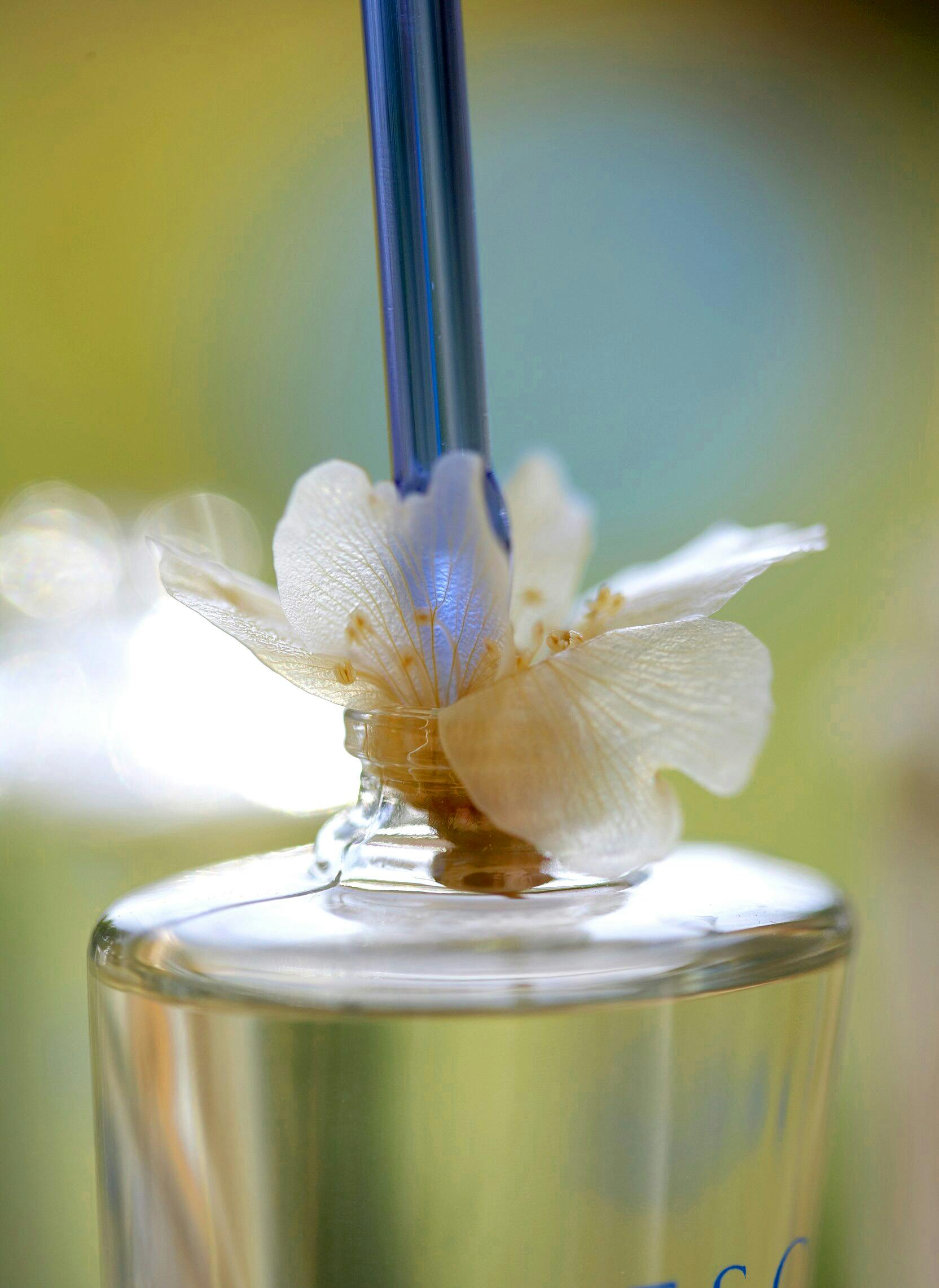 Introducció de la flor dins del flascó de perfum