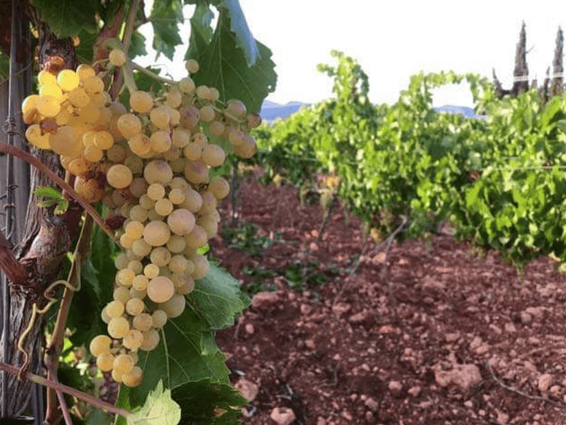 Image of grape cluster Giró Ros 7103 Petit Celler