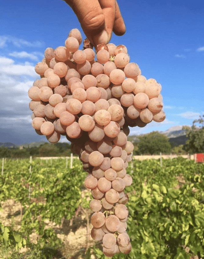 Bild einer Hand, die eine Traube der Sorte Giró Ros 7103 Petit Celler hält