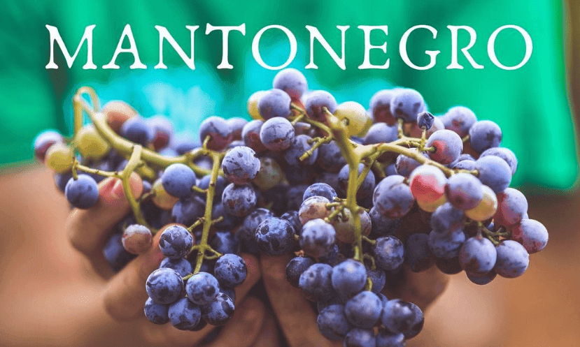 Imatge de mans subjectant racons de raïm varietat mantonegre