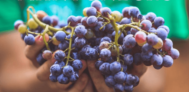 Imagen de manos sujetando racimos de uva de Mantonegro de 7103