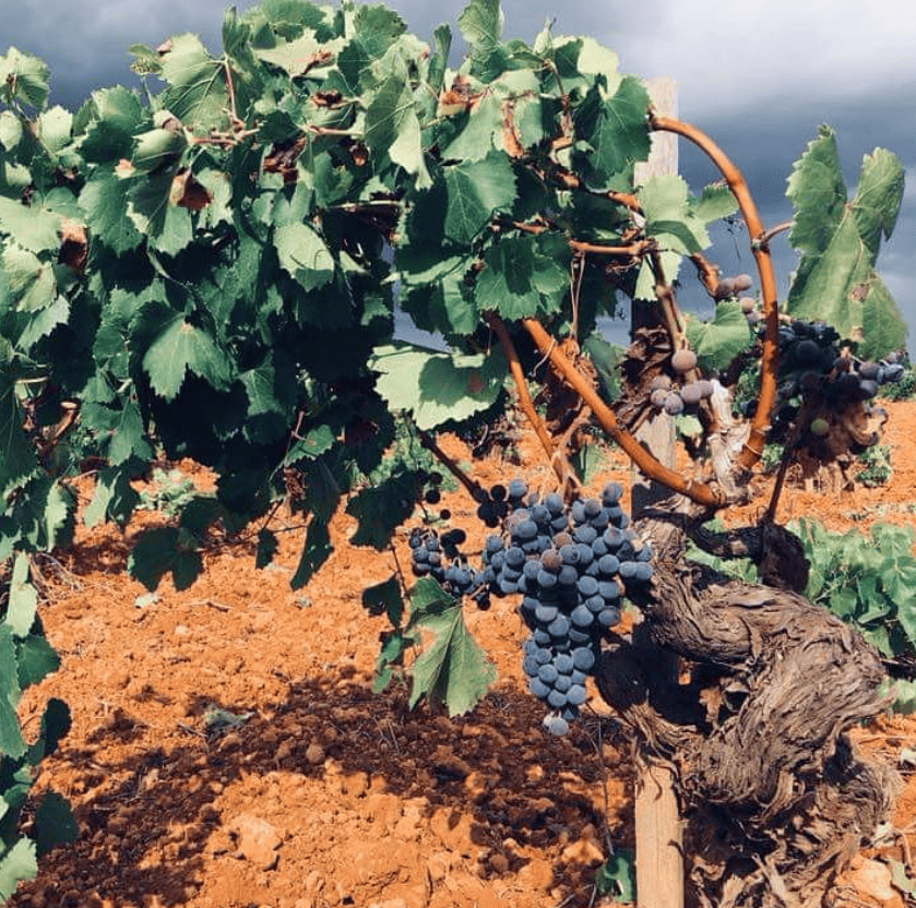 Vinyes velles de Mantonegro sembrades sobre call vermell, fa 57 anys