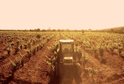 Imagen de viñedos de 7103 Petit Celler con una puesta de sol de verano