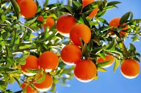 Bild von Orangen aus dem Son Vivot Obstgarten auf Mallorca