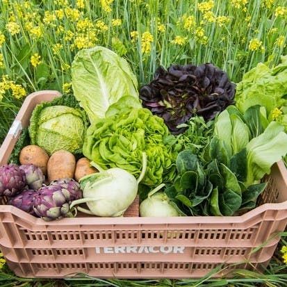 Terracor Full Vegetable Box Image 