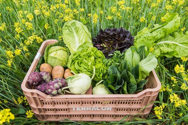 Image of Terracor Vegetables in the field