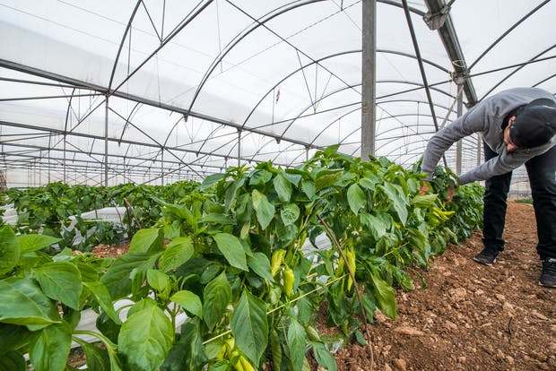 Terracor Greenhouse Cultivation