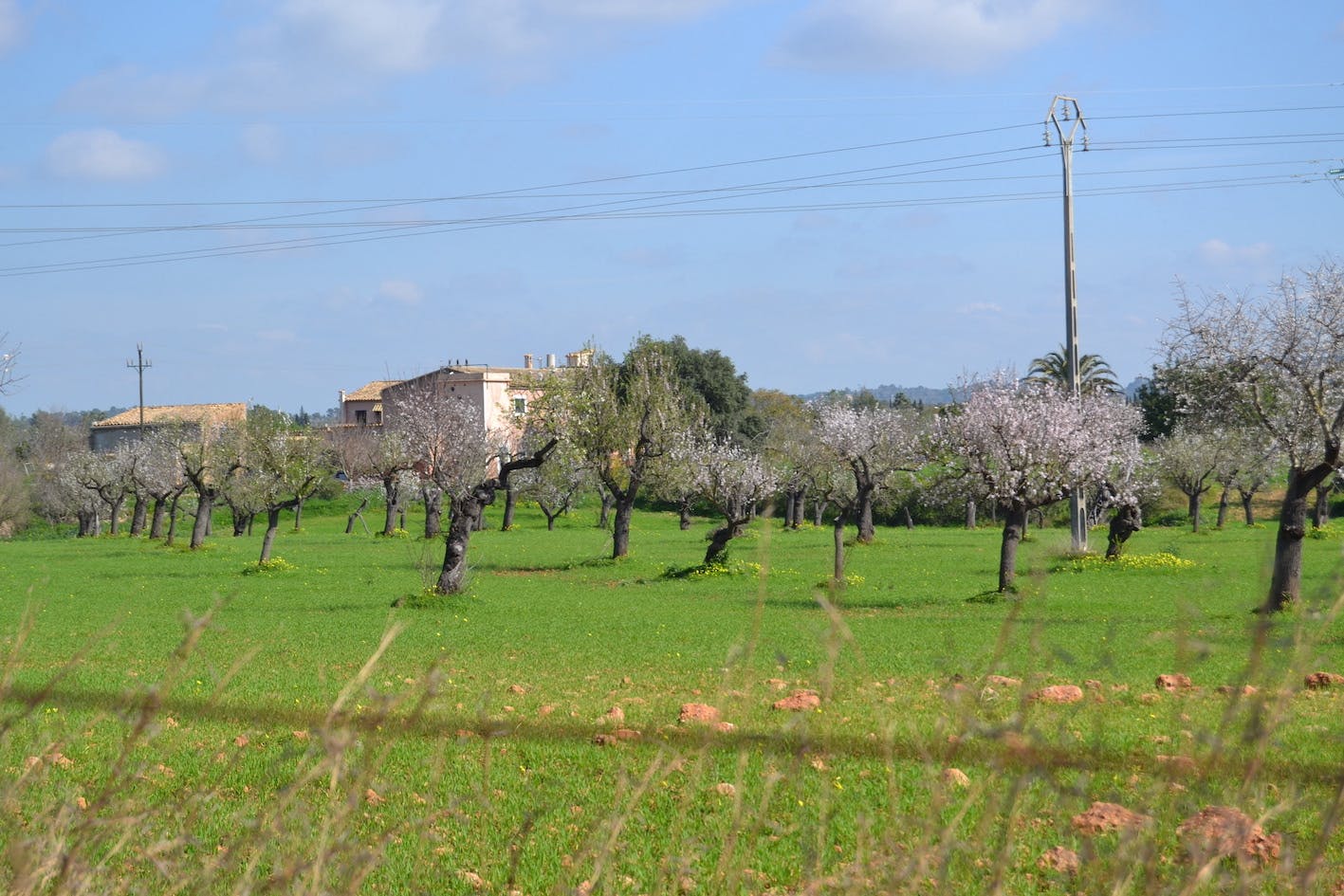 Campos de almendros en flor de Mallorca