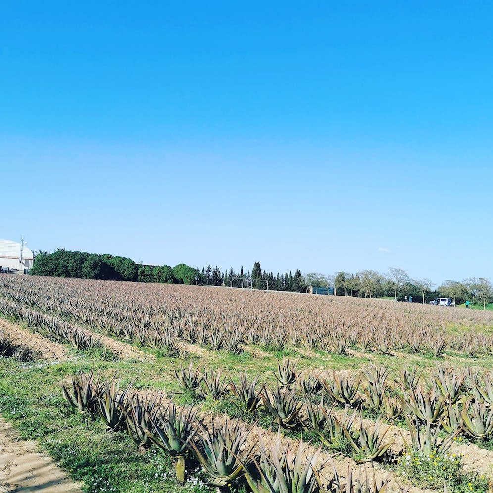 Field image of crops of Tot Herba's Aloe Vera Plantation