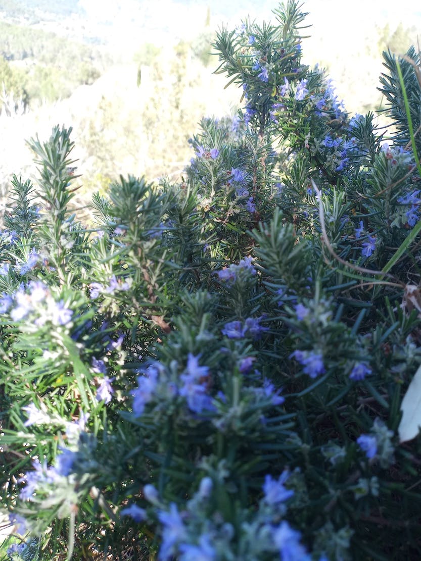 Rosemary plant in bloom