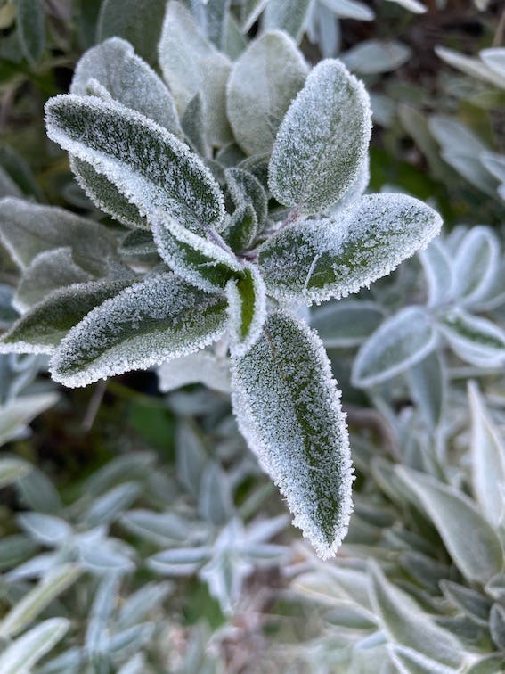 Homegrown sage, locally sourced and from organic and regenerative farming